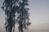 Aleksandra Wasiak, lat 17, I Liceum Ogólnokształcące im. J. Chełmońskiego w Łowiczu